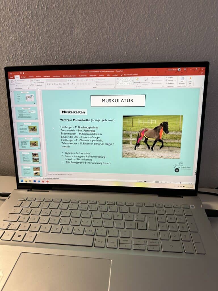 Webinar “Anatomie und Zusammenhänge im Pferd verstehen, bewusster Reiten”